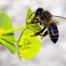 Bee